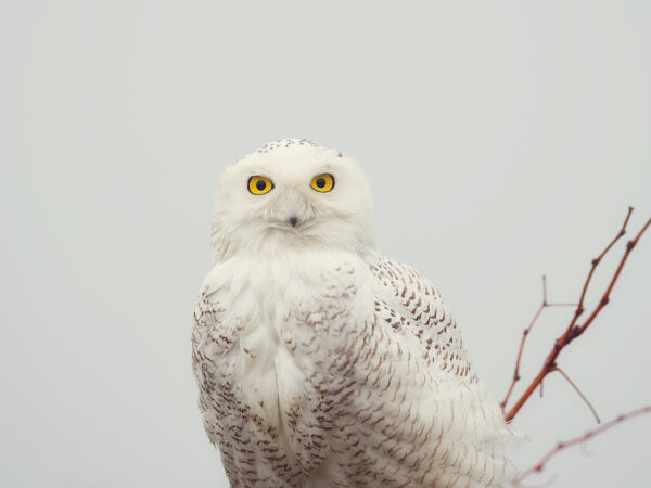 The Snowy Owl