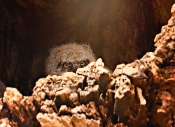 Peek-A-Boo
