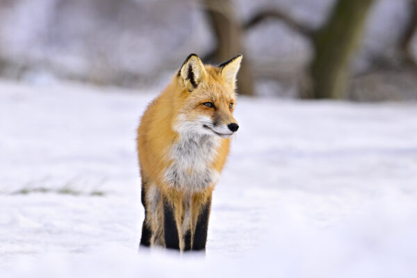 Snow Fox
