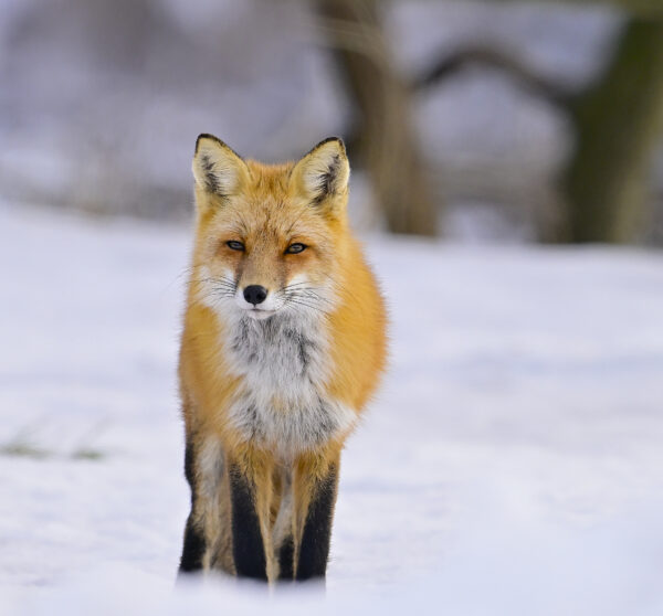 Snow Fox