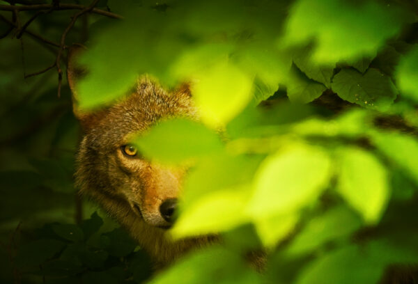 Hiding Out