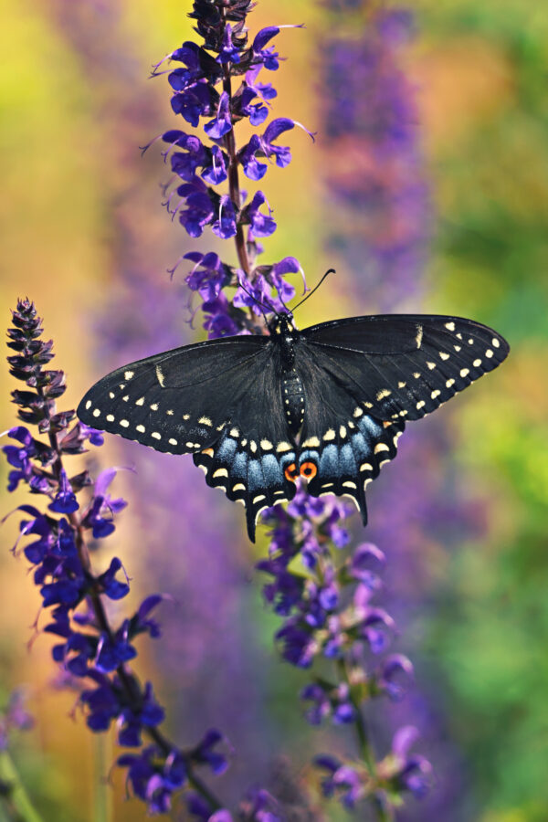 Enchanting Wings