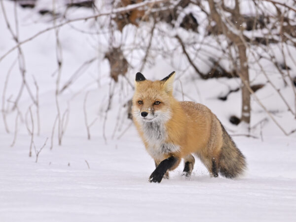 Fox Trot in the Snow