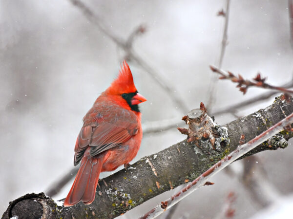 Winter Cardinal