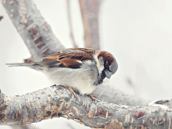 Winter Sparrow