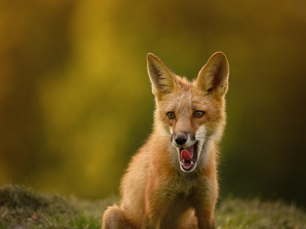 Foxy