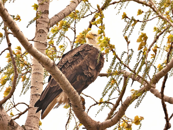 Eagle Eye