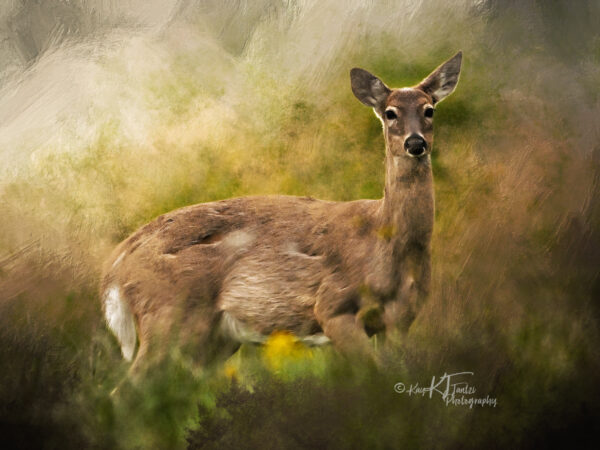 Deer In The Forest