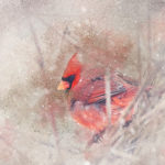 Winter Cardinal in Oil