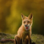 Foxy Beauty