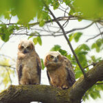 Great Horned Owlettes