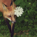 Foxy Model