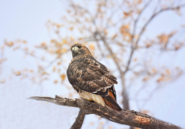 Red Tail Hawk