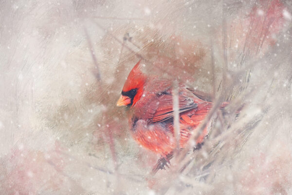 Winter Cardinal in Oil