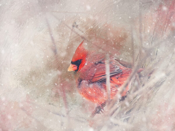 Winter Cardinal in Oil