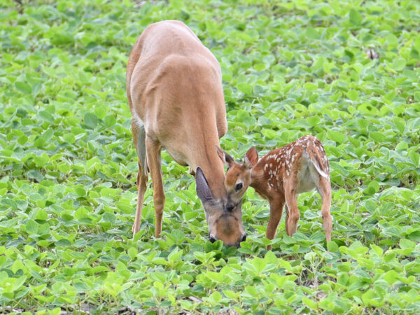 Tender Love