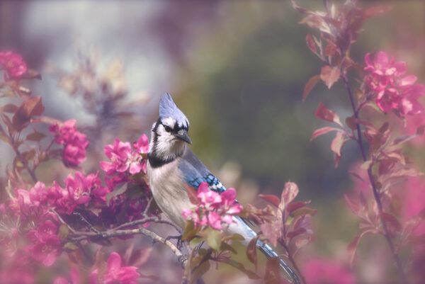 Blue Jay