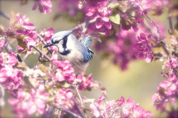 Blue Jay