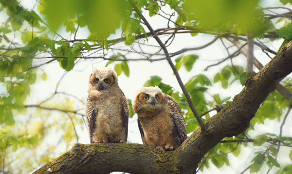 Great Horned Owlettes