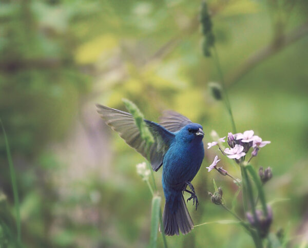 Indigo Bunting