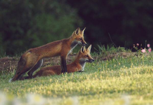 Mom And Cub