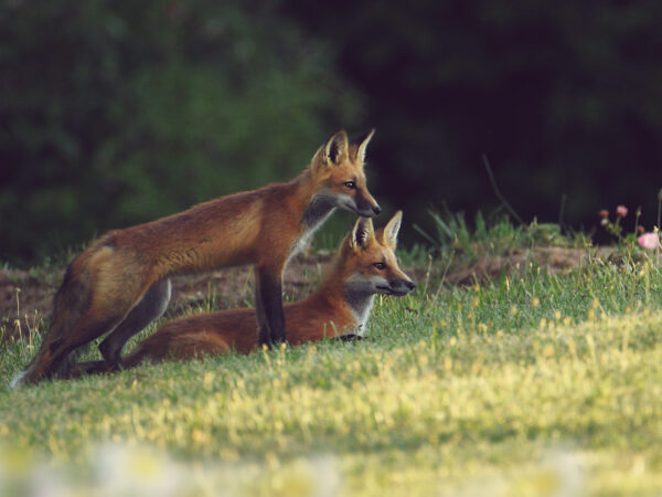 Mom And Cub