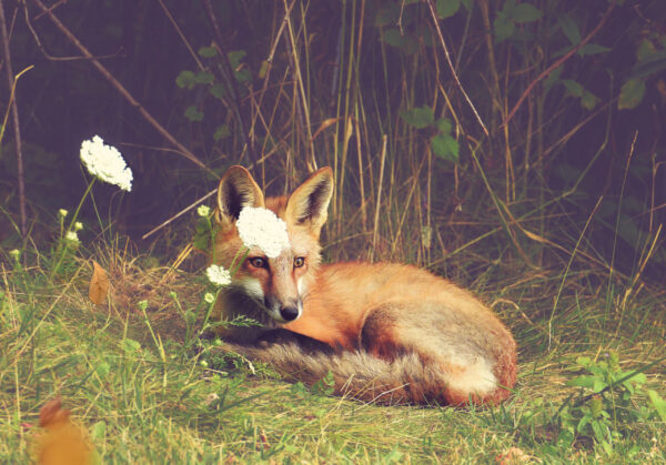 Flower Fox