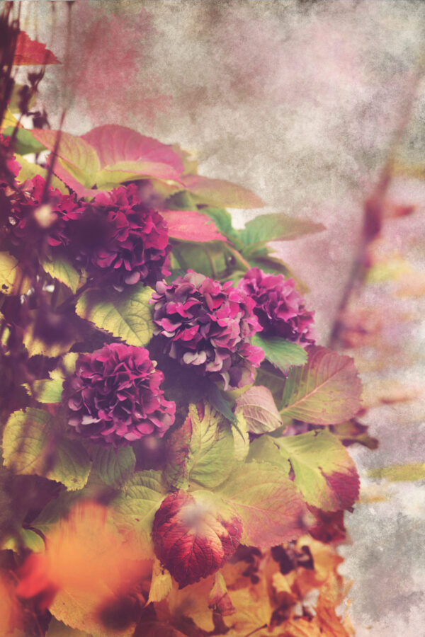 Hydrangea In Painterly